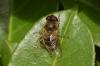 Eristalis tenax